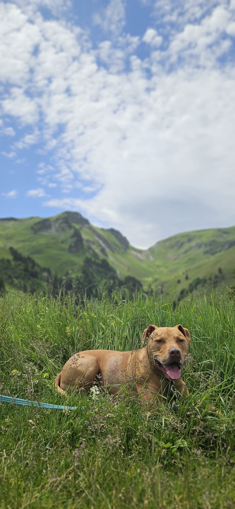 Brown dog resting in long grass with green hills behind